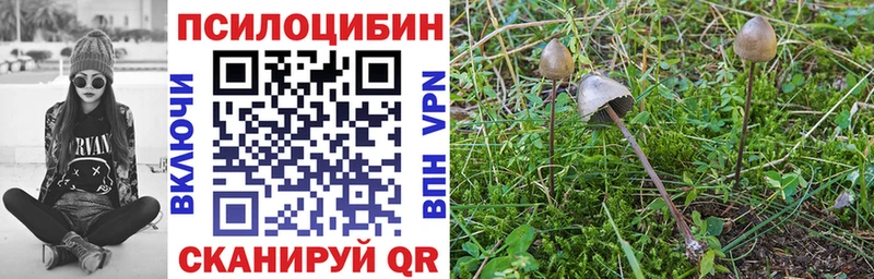 Купить закладки  Куровское  Галлюциногенные грибы Cubensis 